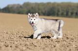 ALASKAN MALAMUTE 189